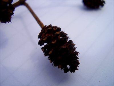 Alnus glutinosa
own work

Rob Hille