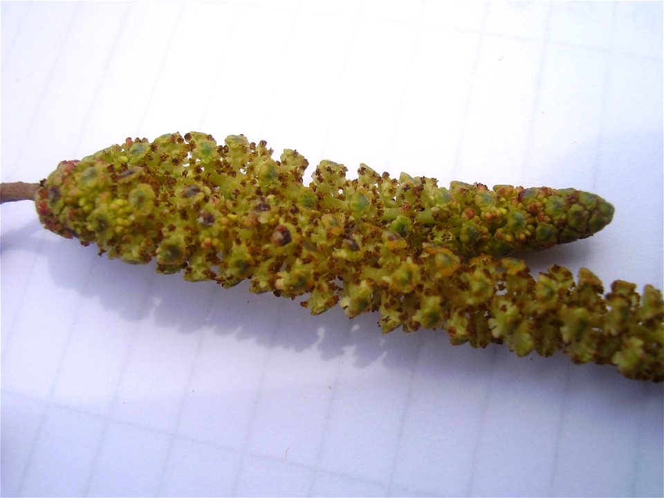 Alnus glutinosa
own work

Rob Hille