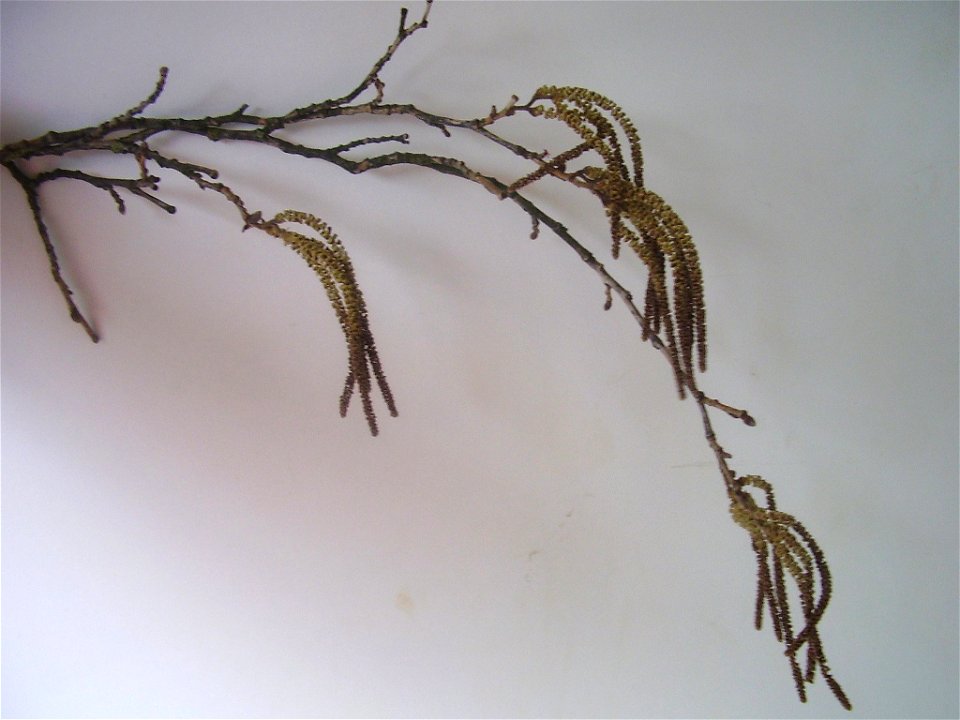 Alnus glutinosa
own work

Rob Hille