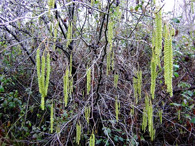 Alnus glutinosa male inflorescence, Sierra Madrona, Spain