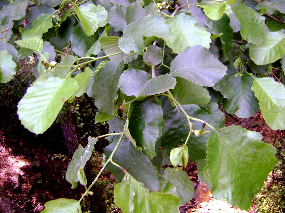 Alnus glutinosa leaves, Sierra Madrona, Spain