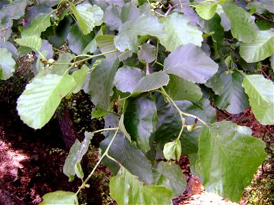 Alnus glutinosa leaves, Sierra Madrona, Spain