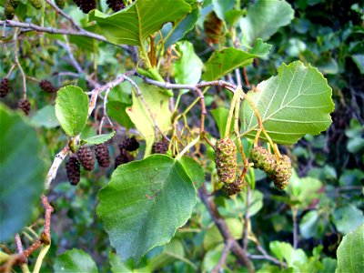 Alnus glutinosa female inflorescence, Sierra Madrona, Spain