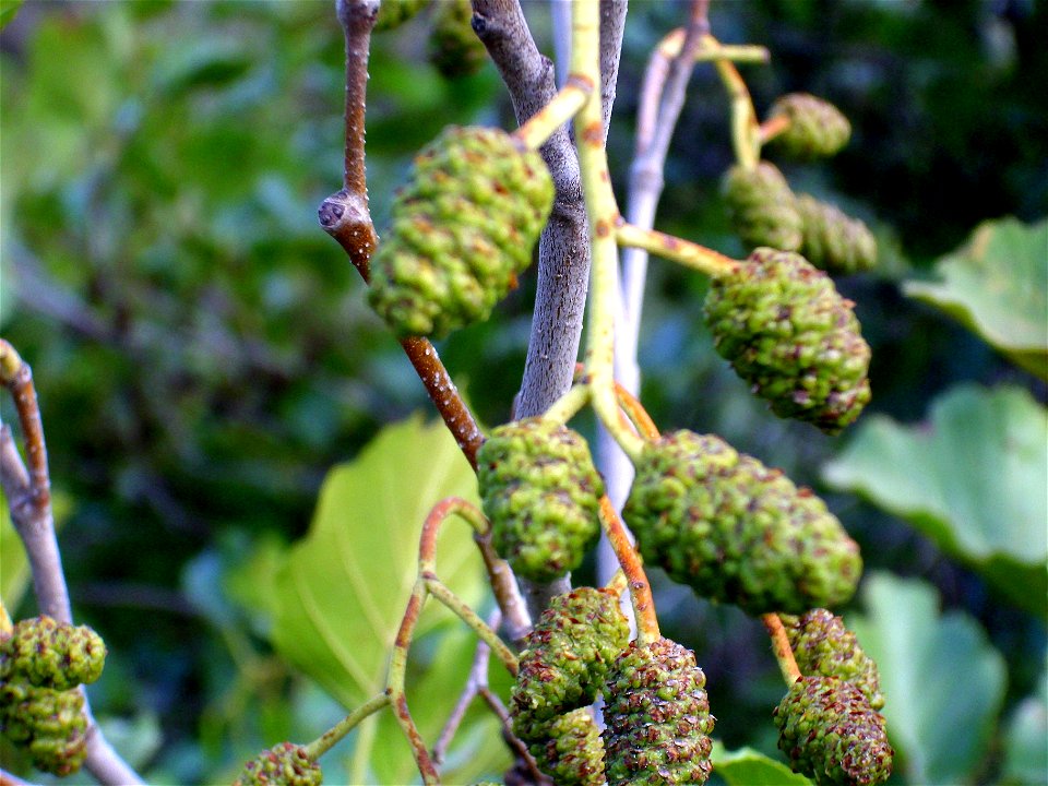 Alnus glutinosa female inflorescence, Sierra Madrona, Spain