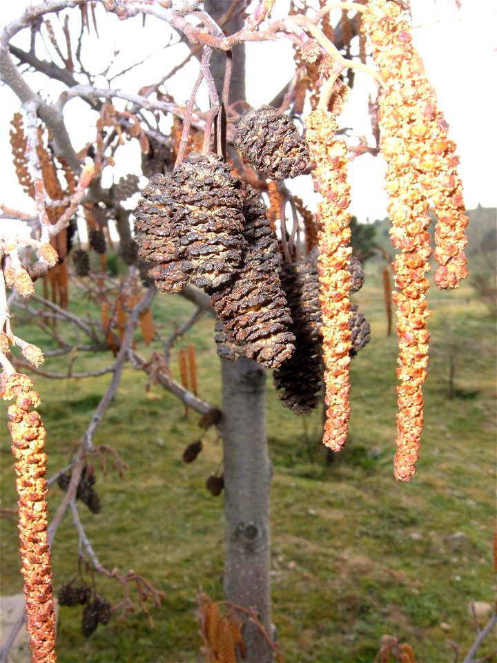 Inflorescences of Alnus glutinosa. Cultivated in Botanical Garden of Alcalá de Henares, Madrid (Spain)