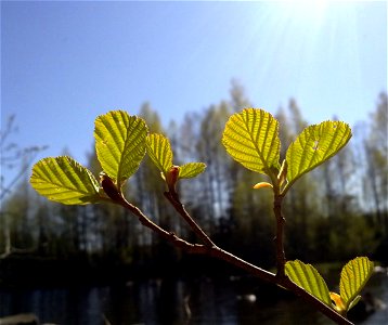 Young leaves of Black Alder (Alnus glutinosa).