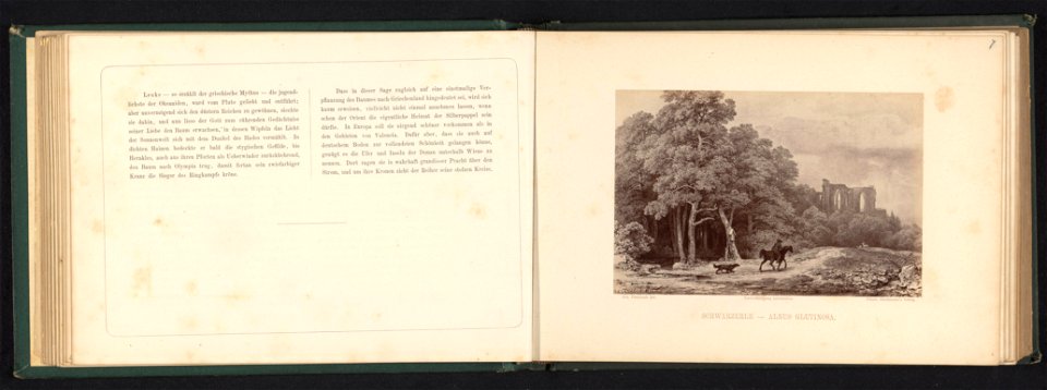 IdentificatieTitel(s): Fotoreproductie van een tekening van een landschap met zwarte elzen, een ruïne en een ruiter. Schwarzerle - Alnus Glutinosa (titel op object)Objecttype: foto reproductie bladzij