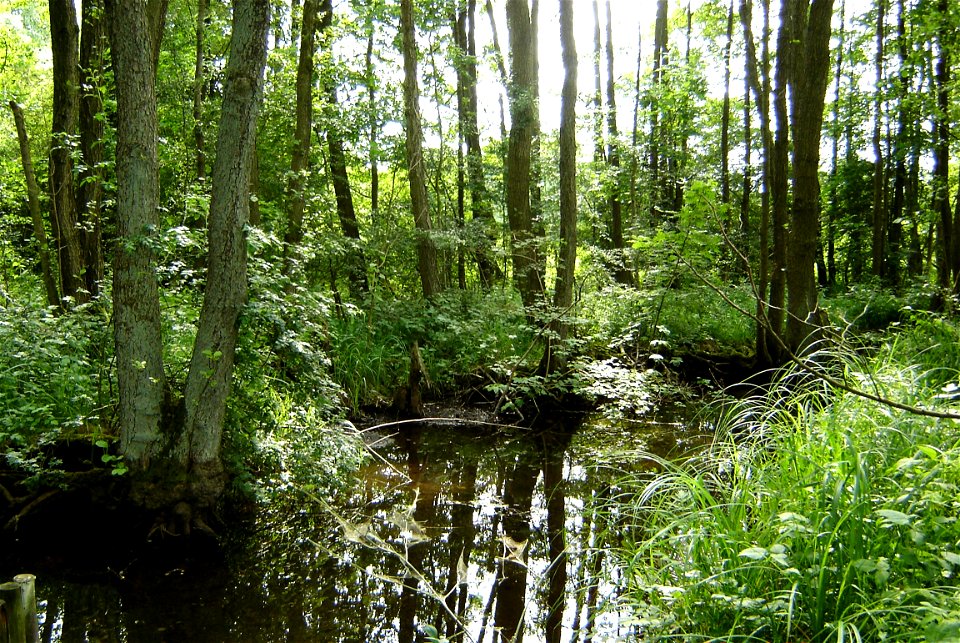 Fließ vom Bolzer See zum Rothener See (Landkreis Parchim, Mecklenburg-Vorpommern).