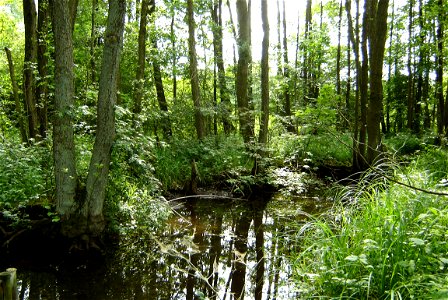 Fließ vom Bolzer See zum Rothener See (Landkreis Parchim, Mecklenburg-Vorpommern).