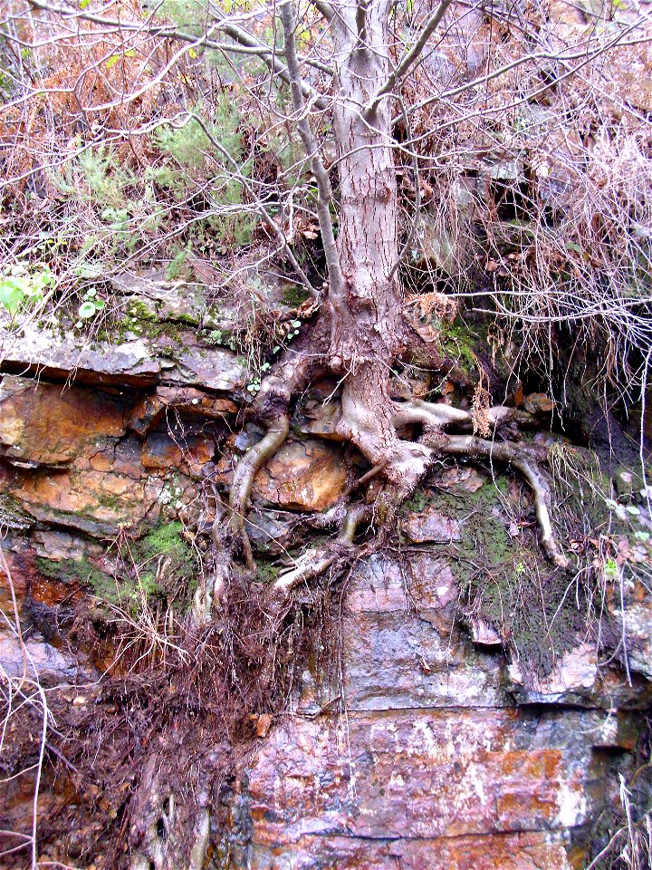 Alnus glutinosa trunk in a vertical cliff, Sierra Madrona, Spain