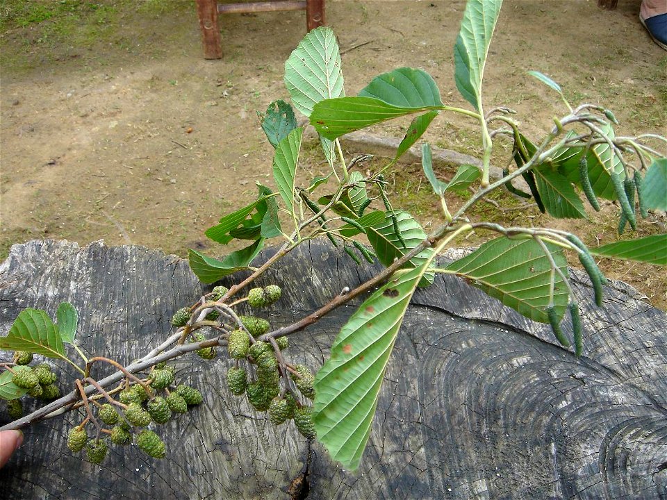 Alnus glutinosa (not accepted: subsp. barbata)