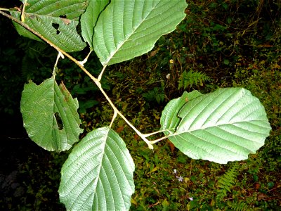Alnus glutinosa subsp. barbata