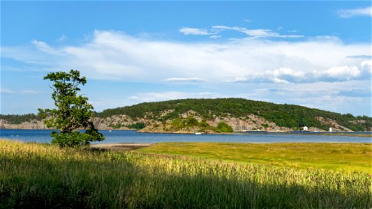 Stora Bornö as seen across Gullmarsfjorden at Holma, Lysekil Municipality, Sweden.The tree is a common alder (Alnus glutinosa).