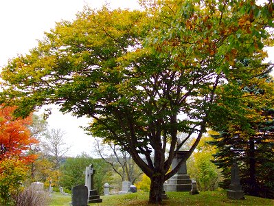 FernhillAmericanBeech