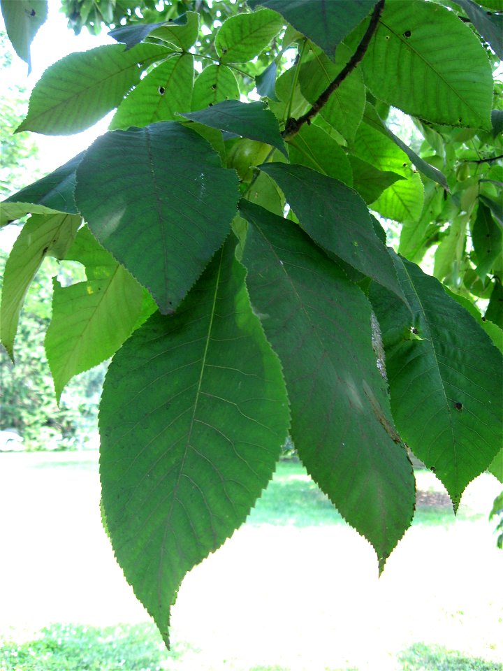 A picture of Carya ovata leaves.
