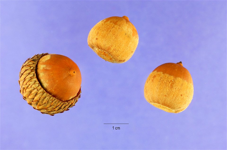 Quercus velutina acorns