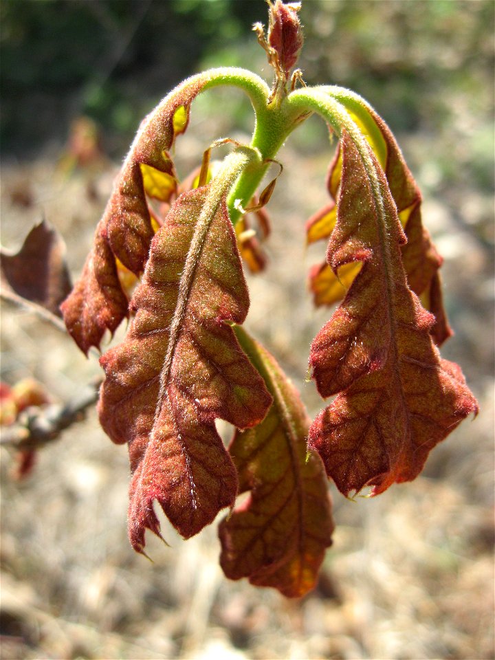 Quercus velutina at Cedars of Lebanon State Park, Wilson County, Tennessee.