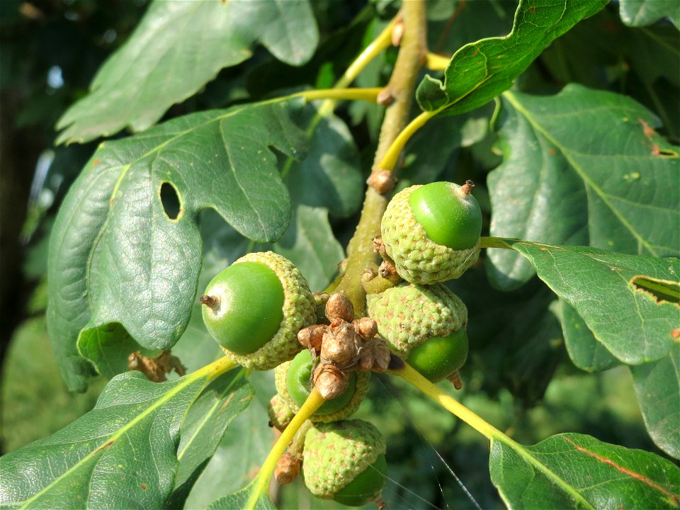 Traubeneiche (Quercus petraea) bei Schalkenmehren
