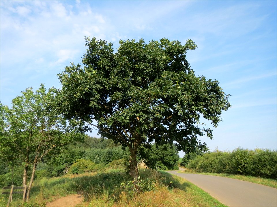Traubeneiche (Quercus petraea) bei Schalkenmehren
