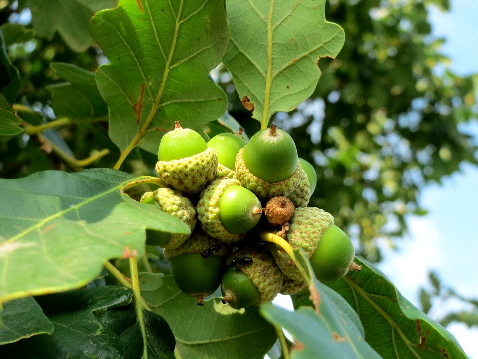 Traubeneiche (Quercus petraea) bei Schalkenmehren