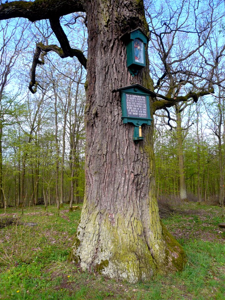Bildeiche bei Großwenkheim