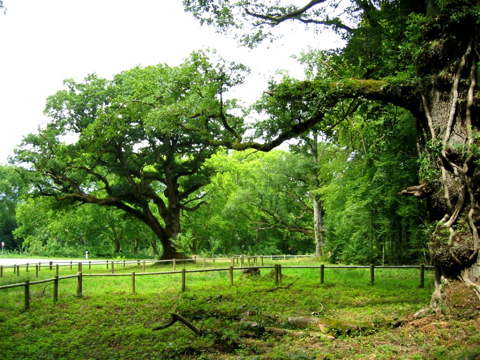 Chêne Quercus petraea de la commune de Rigney dans le Doubs agé d'environs 300 ans