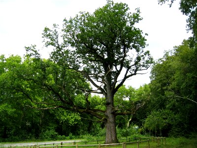 Chêne Quercus petraea de la commune de Rigney dans le Doubs agé d'environs 300 ans