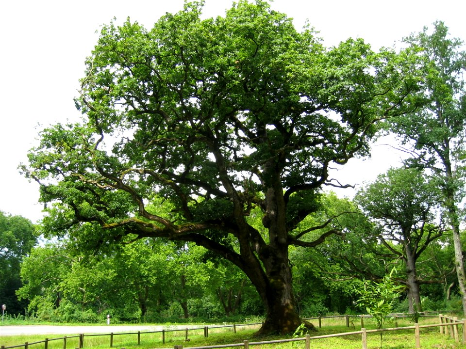 Chêne Quercus petraea de la commune de Rigney dans le Doubs agé d'environs 300 ans