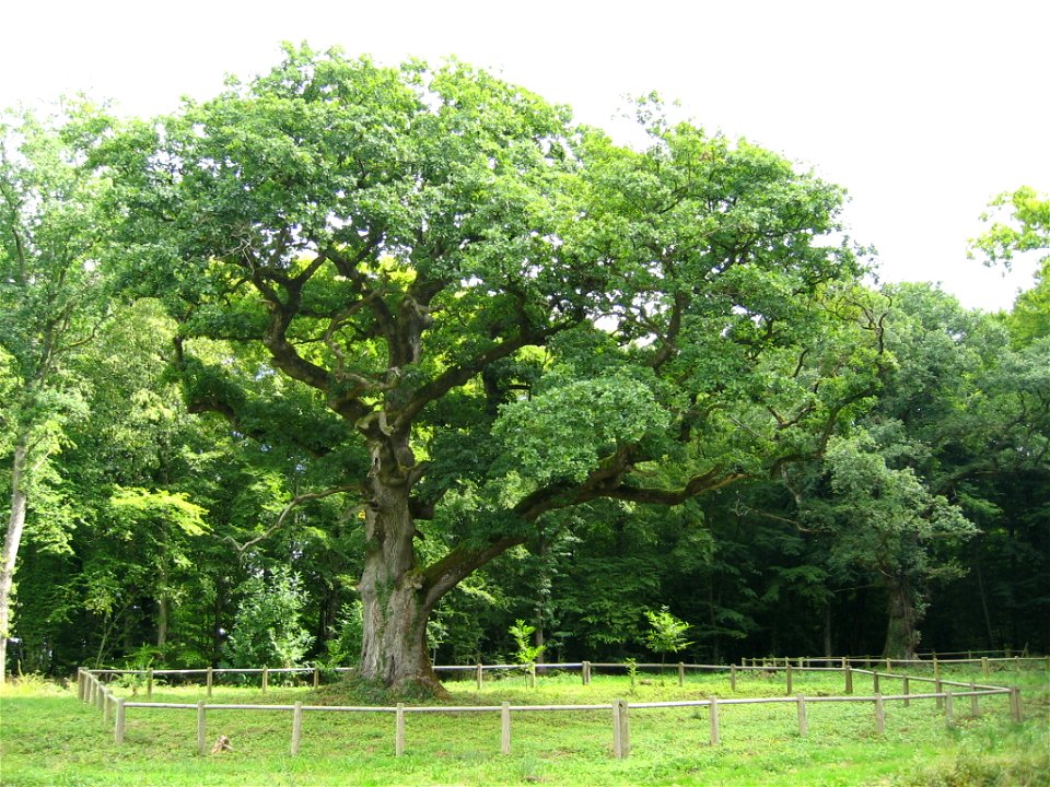 Chêne Quercus petraea de la commune de Rigney dans le Doubs agé d'environs 300 ans