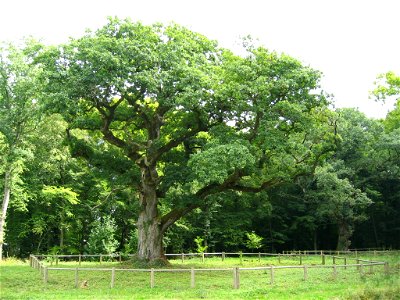 Chêne Quercus petraea de la commune de Rigney dans le Doubs agé d'environs 300 ans