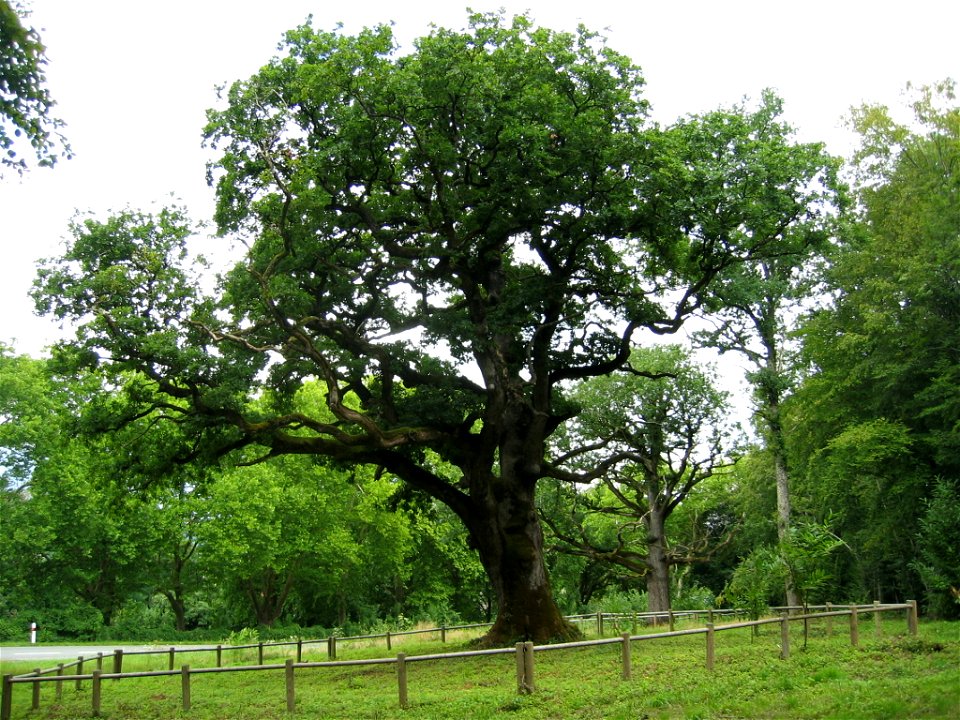 Chêne Quercus petraea de la commune de Rigney dans le Doubs agé d'environs 300 ans