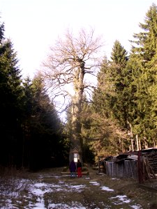 dub zimní (Quercus petraea (Mattuschka) Liebl.), památný strom, výška 15 m, obvod 6 m, Starý Telečkov, okres Žďár nad Sázavou, kraj Vysočina