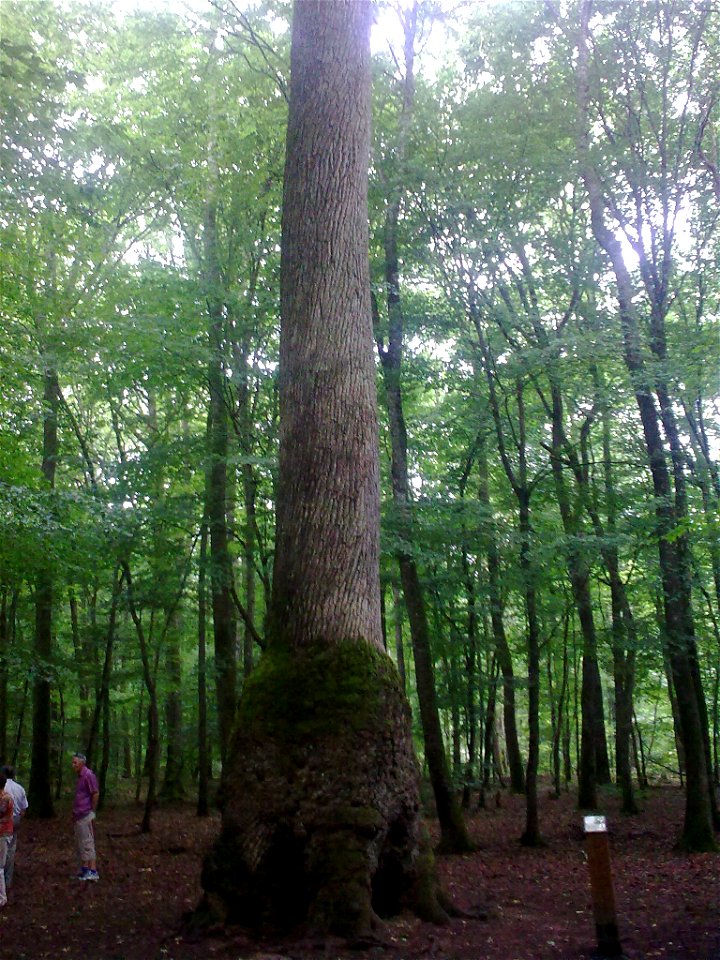 Chêne carré, forêt de Tronçais (Allier)