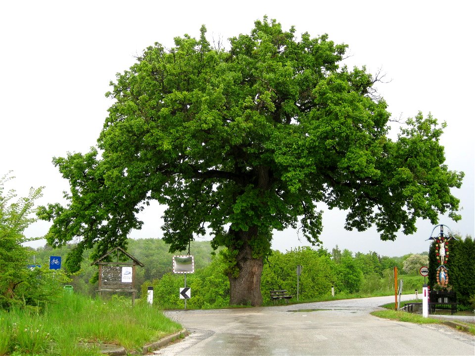 Oak tree (Quercus petraea) in the village of Trdkova, northeastern Slovenia. It is 22 meters high, its girth is 493 cm, and it is over 400 years old.