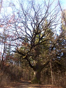 Protected example of Sessile Oak (Quercus petraea) marking boundary between city of Kladno and town of Libušín in a forest west of Tuhaň (part of Vinařice municipality), Kladno District, Czech Republi