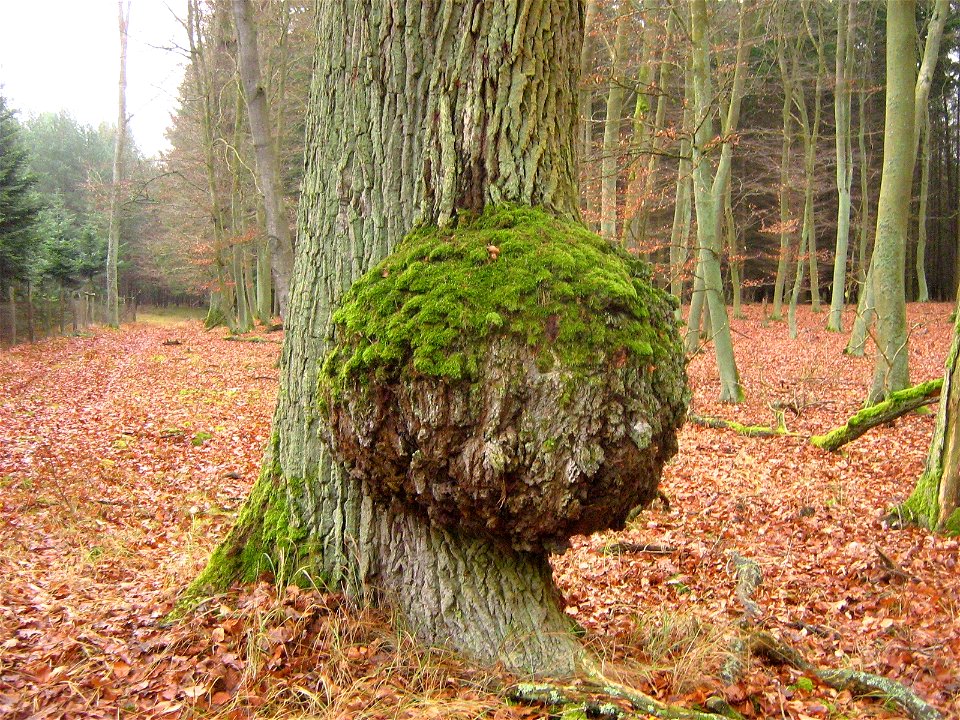 Sessile oak with a large burl in the Brohmer Bergen hills of northern Germany.