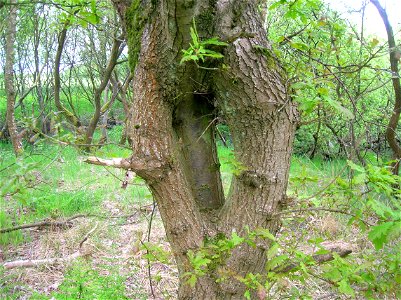 An inosculated Sessile Oak at Eglinton Country Park, Ayrshire, Scotland. This example sits on an island in the fish pond and may be deliberate.