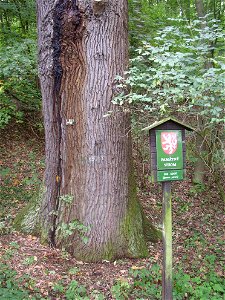 Protected example of Sessile Oak  (Quercus petraea) near Zeměchy, suburb of Kralupy nad Vltavou, Czech Republic.