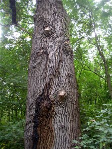 Protected example of Sessile Oak  (Quercus petraea) near Zeměchy, suburb of Kralupy nad Vltavou, Czech Republic.