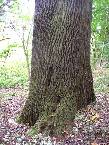 Protected example of Sessile Oak  (Quercus petraea) near Zeměchy, suburb of Kralupy nad Vltavou, Czech Republic.