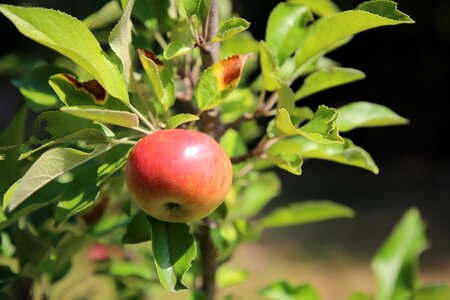 Garden fruit fruit picking