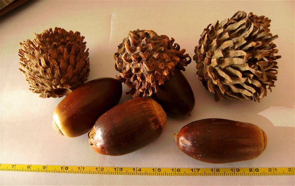 Quercus calliprinos' acorns collected in Israel, january 2012