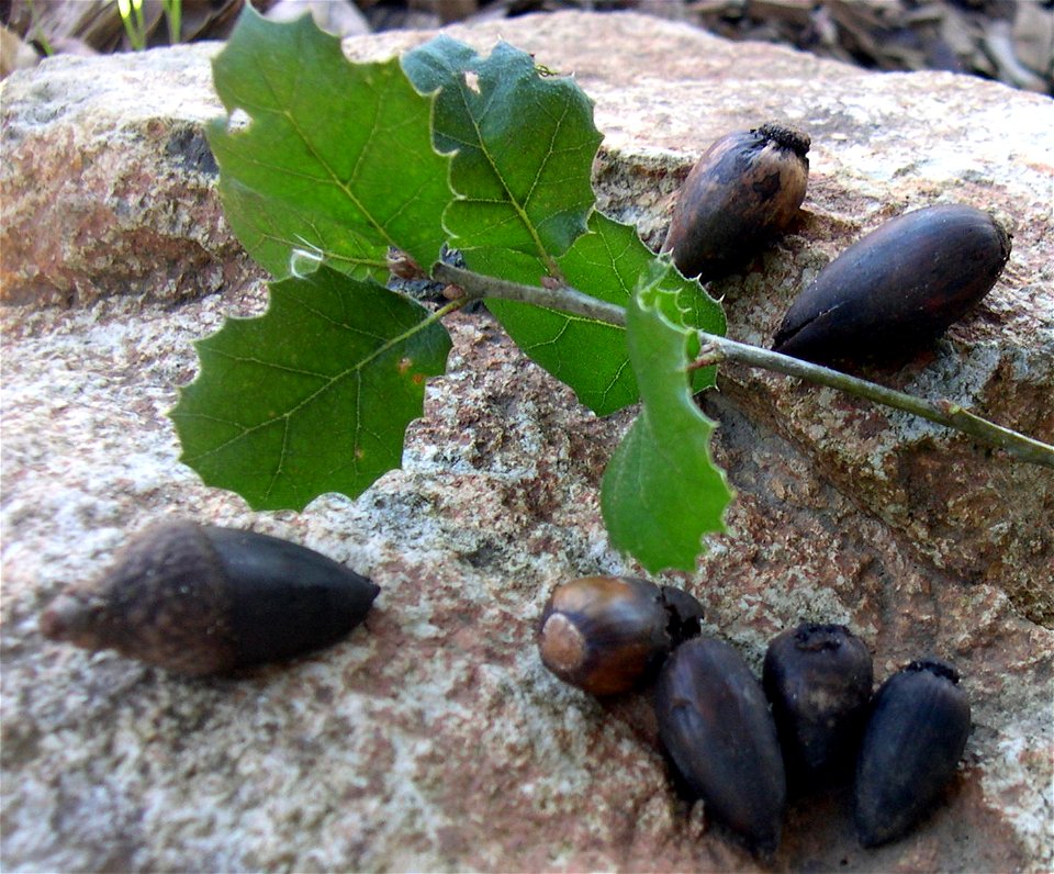 Acorns and leaves, quercus agrifola.