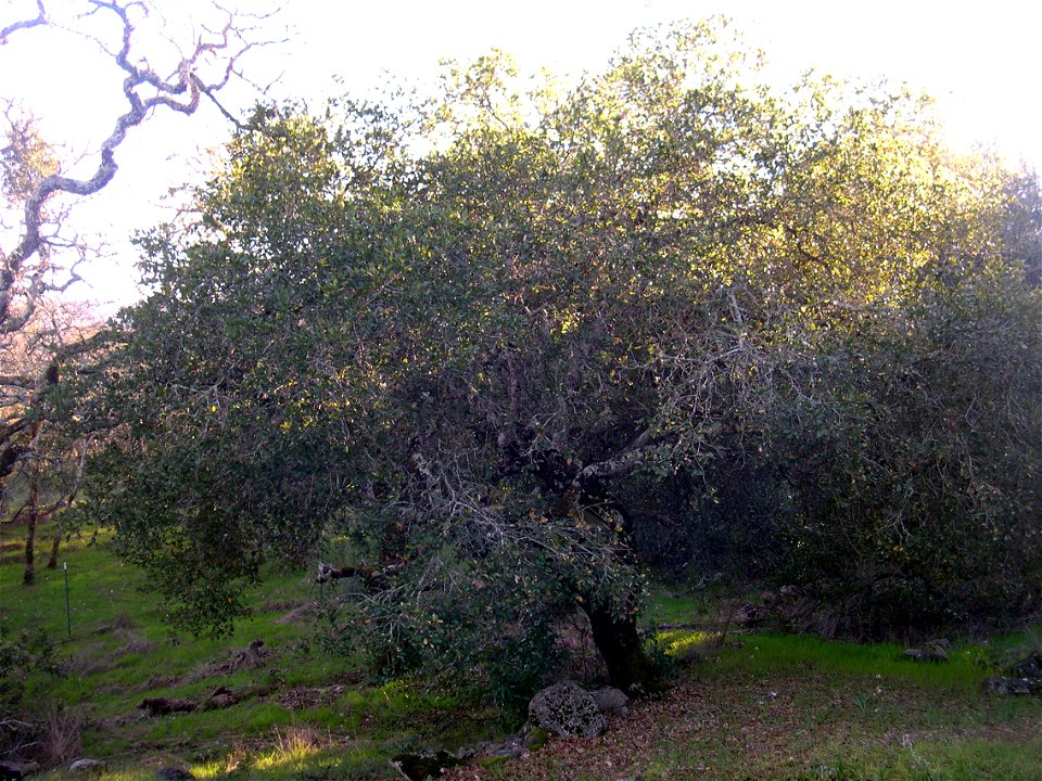 Coast live oak, Sonoma County.