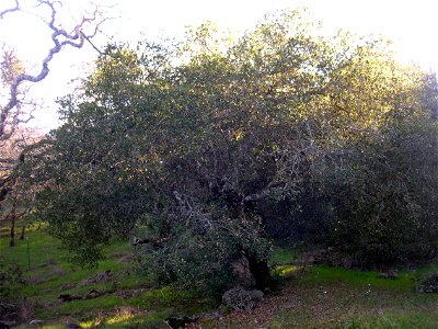 Coast live oak, Sonoma County.