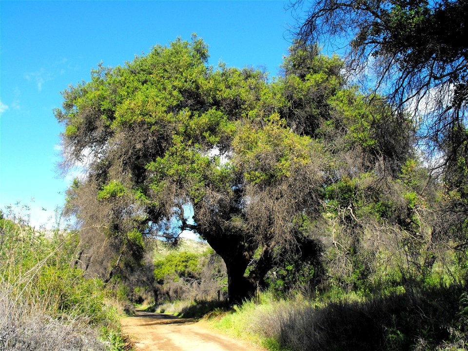 — coast live oak.  
At Blue Sky Ecological Reserve, Poway, San Diego County, California.
Blackened in a fire 2.5 years ago but still alive and regenerating.