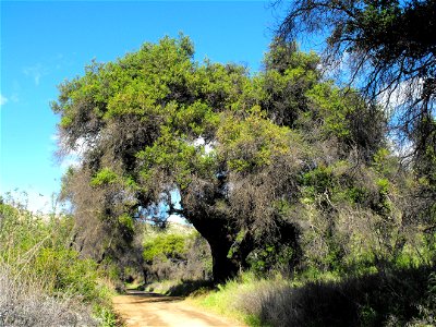— coast live oak. At Blue Sky Ecological Reserve, Poway, San Diego County, California. Blackened in a fire 2.5 years ago but still alive and regenerating. photo