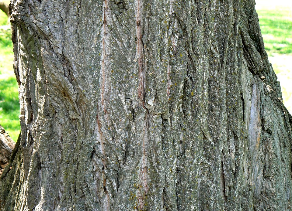 Chinese Chestnut (Castanea mollissima) bark detail