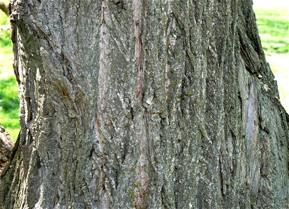 Chinese Chestnut (Castanea mollissima) bark detail