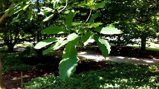Chadwick Arboretum and Learning Gardens
Lane Avenue Gardens
The Ohio State University

Columbus, Ohio